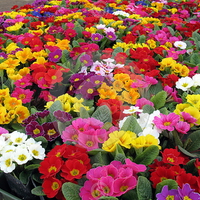 Mass of colorful flowers blooming in garden