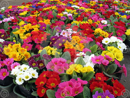 Mass of colorful flowers blooming in garden - flowers, blooming, garden, colorful