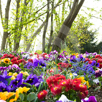 colorful flowers and trees