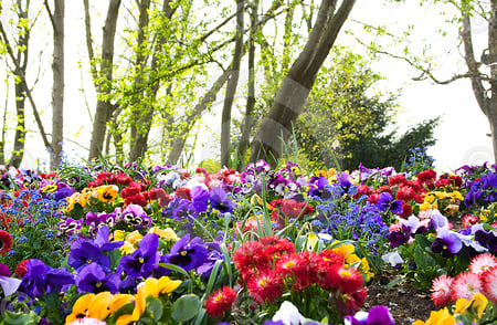 colorful flowers and trees - flowers, blooming, trees, colorful