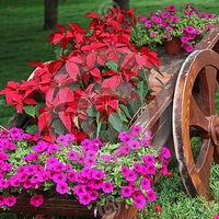 Wooden cart full of colorful flowers