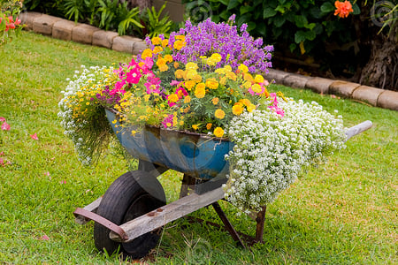 wheelbarrow flowers - flowers, nature, wheelbarrow, colorful