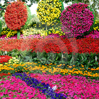 colorful mass of flowers