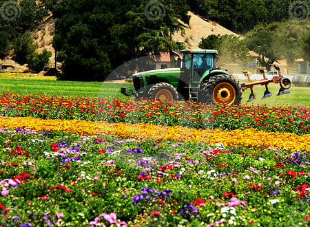 Tractor in field of flowers - flowers, colorful, field, tractor