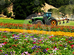 Tractor in field of flowers