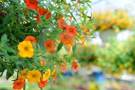 Flowers in Greenhouse - flowers, garden, greenhouse, colorful