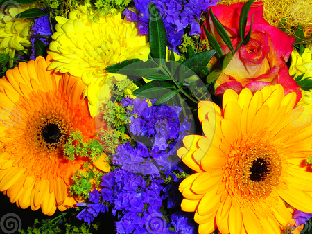 colorful flowers - flowers, pretty, colorful, daisy