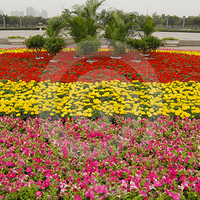 colorful flowers