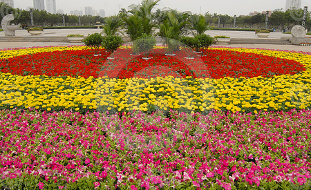 colorful flowers - flowers, red, yellow, colorful