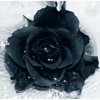 Black Rose