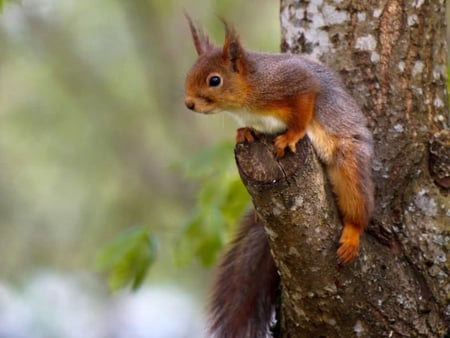 Squirrel on Tree - cool, on tree, squirrel, picture