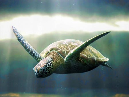 Sea Turtle - picture, turtle, cool, sea