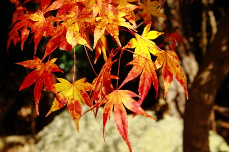 autumn leaves - leaves, orange, tree, autumn