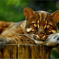 Golden Eyed Cat