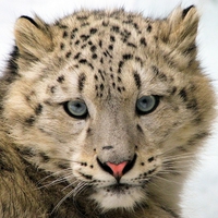 Snow Leopard Baby