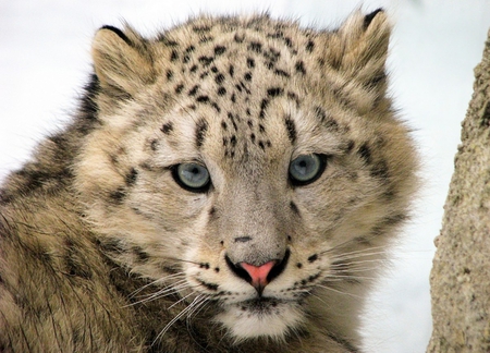 Snow Leopard Baby - animal, snow leopard, cats, cat, animals, kitty