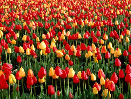 kingdom of tulips - f, a, s, d