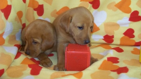 Sweethearts - labradors, two, brothers, animals, brotherhood, blanket, hearts, yellow, red, dogs, orange, sweet, soul