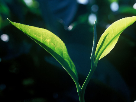 tea_leaves - d, f, a, s