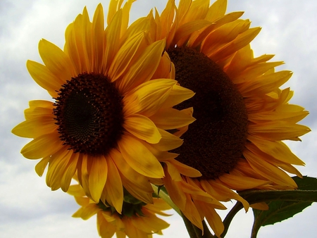 beautiful sunflower - d, f, a, s