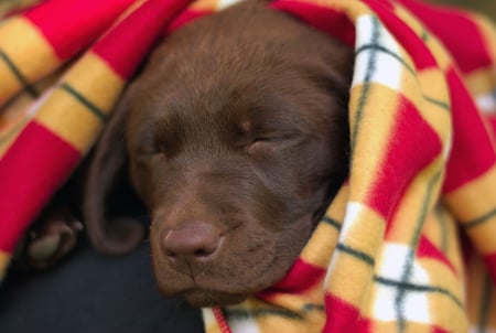 A fluffy blanket and I ;) - animals, unconditional, wonderful, pure, labrador, patient, happiness yellow, forever, beautiful, dogs, golden, sea, happy, friend