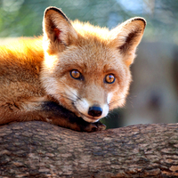 The Fantastic Mr. Fox