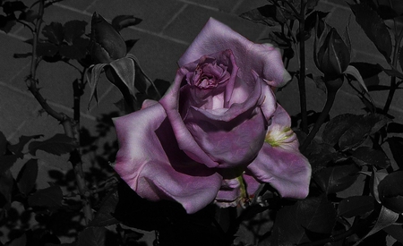 	ღ Purple Rose ღ  - flowers, rose, flower, purple