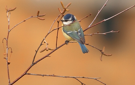 â—‡Little Birdâ—‡ - wings, bird, little, beautiful, birds