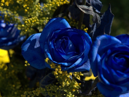 blue rose - a, s, l, j