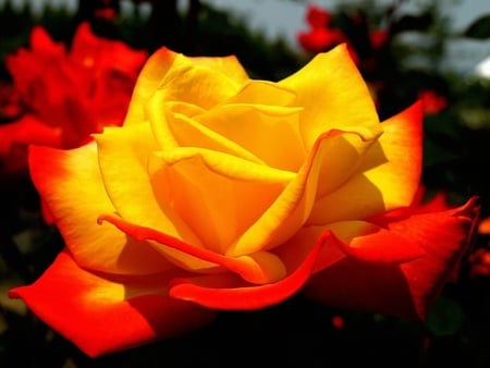 red-yellow rose - f, a, s, d