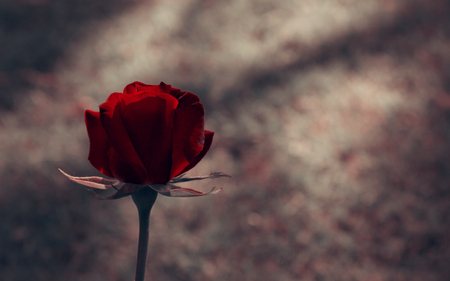 single beauty - nature, rose, photography, red