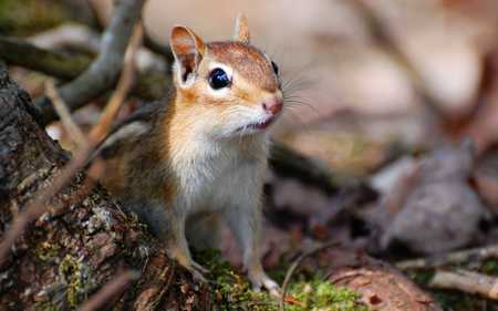 I Just Heard Something - stripe, chipmunk, twigs, grass