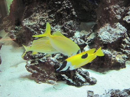 Coral Reefs Aquarium 7 with yellow fish  - black, white, yellow, photography, aquarium, coral reefs, fish, sand