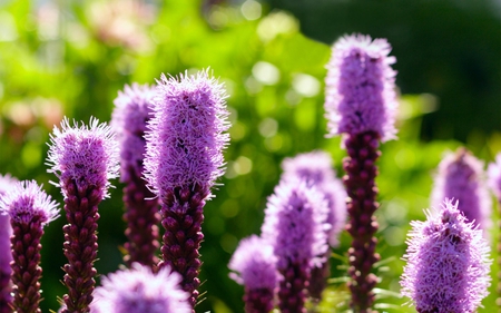 purple_liatris - nature, view, purple, beautiful, green, field, flowers