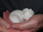 Baby bunny safe in Loving Hands