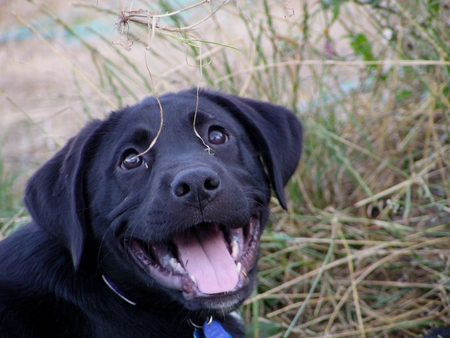 Atarah Smiles - puppy, lab, smiles, happy