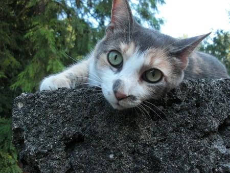 Meesha enjoying the day - wide eyes, laying, cat, beautiful