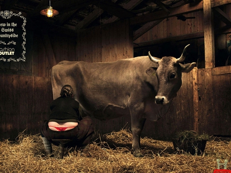 Does Anything Bother You? - sexy, girl, milk, milking, cow, colorful, funny, g-string, beautiful