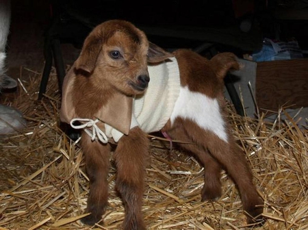 Honey bear about 1 hour old - kid, lovable, new born, brown, precious, baby, warm, sweet, cute, goat