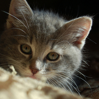 sweet little kitty