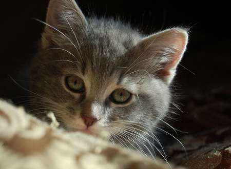 sweet little kitty - grey tiger, kitten, portrait, little, sweet, kitty