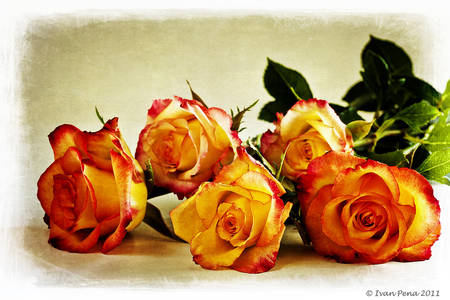 Dream in Essesnce - roses, bouquet, yellow orange, texture, still life