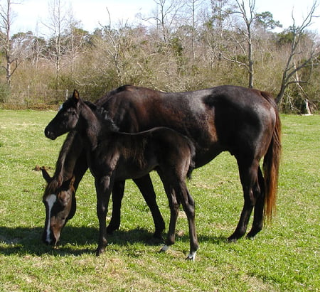 Black Mare And Foal - horses, foal, mare, animals