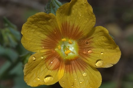 Big Yellow Flower - big, nature, yellow, beautiful, flower, closeup