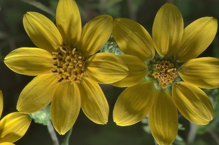 Two Yellow Flowers - nature, beauty, two, yellow, flowers