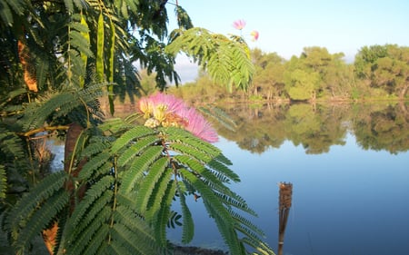 Mimosa On Still Water - mimosa, water, nature, mirror, pond, beauty, flower