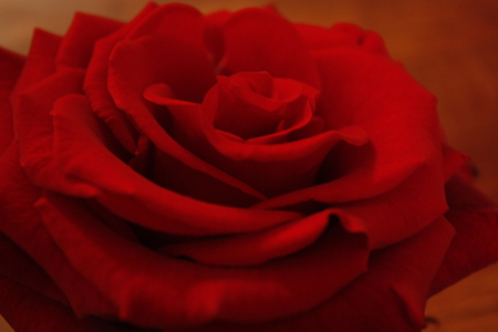 Ruby Red Rose for You ! - ruby, rose, red, beautiful