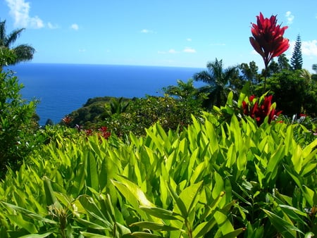 Splendid View - view, greenery, sea, flower, splendid