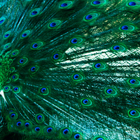 Beauty of a Peacock