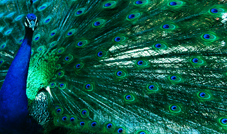 Beauty of a Peacock - peacock, beauty, blue and green, feathers